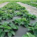 Агроволокно Shadow чорне з перфорацією 3 отвори, 50 г/м², 1.6×100 м